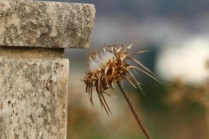 Dornige Pflanzen und Blumen in einer Waldlichtung. foto