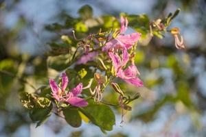 rosa Blume am Baum foto