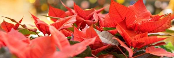 Weihnachtsrote Blume auf goldenem Hintergrund. foto