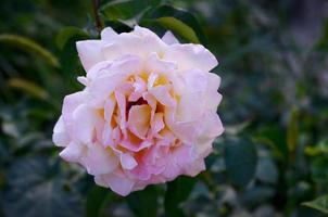 weiße Rosenblume auf dunkelgrünem, unscharfem Hintergrund foto