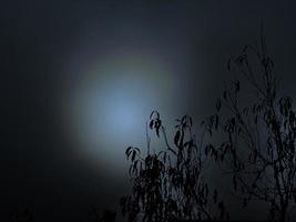 gespenstisches oder unheimliches Aussehen, mit Nebel oder Nebel über dem Mond. Soft-Fokus-Nachtszene mit Vollmond und kahlen Ästen, in dunstigem, bewölktem Himmel. foto