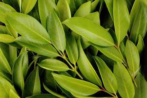 Chamuang Blätter (Garcinia Cowa Roxb.) Hintergrund foto