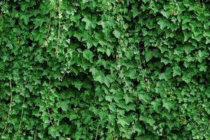 Grüne Efeublätter an der Wand. strukturierter hintergrund der blätter. grüne pflanzenwandtextur für hintergrunddesign und ökowand und gestanzt für kunstwerke. viele Blätter.