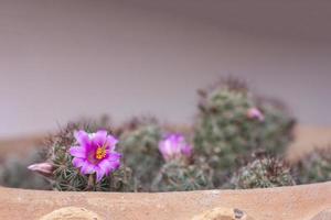 Kaktus oder Mammillaria Scrippsiana mit violetter Blütenblüte im Topf. foto