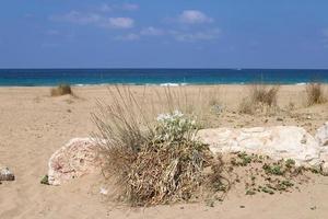 pancrasium wächst auf dem sand an den ufern des mittelmeeres. foto