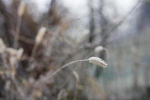 gefrorene Pflanzen im Winter foto