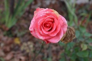 Rosa Rose, die an einem regnerischen Tag in einem örtlichen Garten eingefangen wurde foto