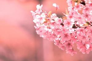 weicher fokus der schönen kirschblüte mit dem verblassen in pastellrosa sakura-blume, volle blüte eine frühlingssaison in japan foto