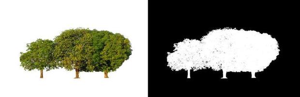 Mangobaum isoliert auf weißem Hintergrund mit Beschneidungspfad und Alphakanal foto