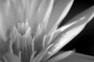 Weiße Seerose in grauer Farbe foto