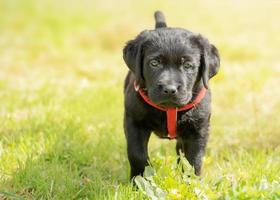 schwarzer Labrador auf grünem Gras. Porträt eines Hundes, einen Monat alten Labrador-Retriever-Welpen. foto