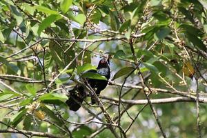 asiatischer Koel unter dem Laub foto