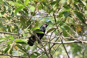 asiatischer Koel unter dem Laub foto