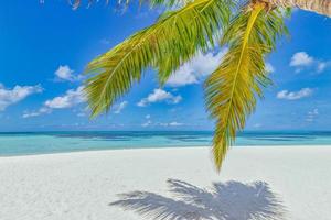 tropisches stranduferpanorama als sommer entspannen sich landschaft und palmenblätter über weißem sand blauer seehimmel strandbanner. tolle ferien sommerferien. wohlbefinden glücklich reisen freiheit sorglos konzept foto