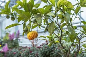 Reife Zitronenfrucht auf einem Ast im Garten. Erntekonzept foto