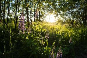 schöne blühende lupinus oder lupinen zwischen den bäumen, in der sonne. mehrjährige Blüten von hellvioletter Farbe. foto