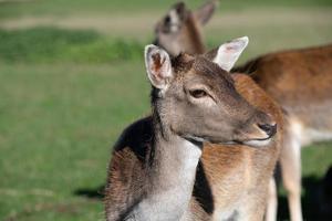 Nahaufnahme eines Hirsches, der in einer Herde auf einer Weide steht. Der Hirsch hat braune Augen und große Ohren. es schaut schüchtern zur Seite. foto