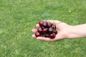 Die Hand hält frische Kirschen. frische Ernte von Beeren auf einem Hintergrund von grünem Gras. foto