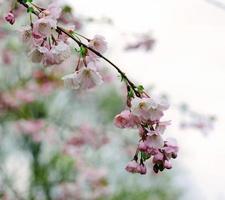 Nahaufnahme von Kirschblüten foto