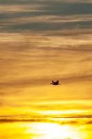 Schattenbild des Vogels, der unter bewölktem Himmel während des Sonnenuntergangs fliegt foto