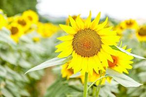 Blick auf ein Sonnenblumenfeld foto