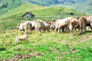 Der Bergamo-Schäferhund arbeitet daran, eine Herde Kühe zusammenzubringen foto