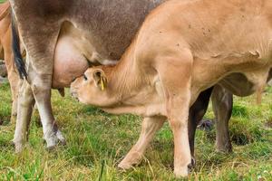 Kalb saugt an der Brust foto