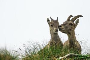 steinbock erwachsener und kleiner steinbock in den italienischen alpen foto