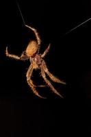 Spinne im Netz auf schwarzem Hintergrund foto