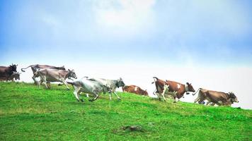 Gruppe von Kühen, die auf einer Bergwiese bergab laufen foto