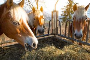 Pferde fressen Gras aus der Krippe foto