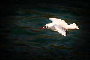 Möwe im Flug foto