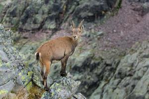 Steinbock auf Felsen foto