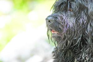 Porträt eines schwarzen Schäferhundes mit Fell auf hellem Hintergrund foto