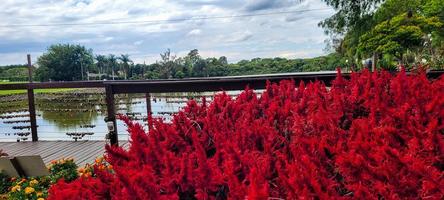 schöner roter blumengarten in holambra, roter weihnachtsgarten foto