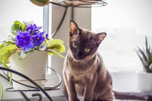 birmanische katze nahaufnahme zu hause. Porträt einer jungen schönen braunen Katze. foto