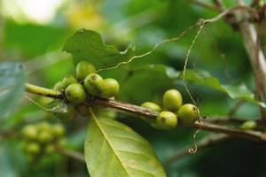 Kaffeebohnen auf dem Busch auf der Plantage foto
