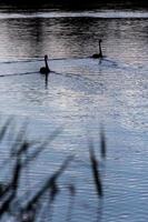 Nachts zwei Schwäne auf dem Wasser foto