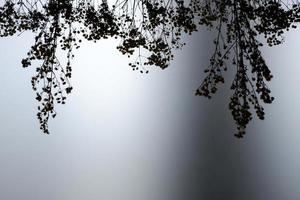 hängende getrocknete Blumensilhouette schmutzig und staubig auf Glasfensterhintergrund. foto