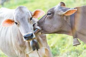 zwei Kühe werden mit seiner Zunge lecken foto