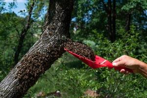 Ein Imker ohne Schutz sammelt einen Bienenschwarm von einem Baum. foto