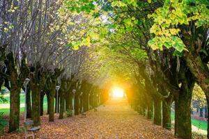 Allee gesäumt von bunten Blättern foto