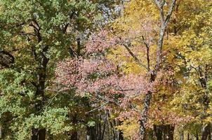 Fragment von Bäumen, deren Blätter sich in der Herbstsaison verfärben foto