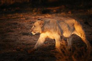 weibliche afrikanische löwe, die bei sonnenuntergang mit einem stock spielt foto