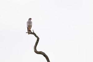 Vogel auf einem Ast foto