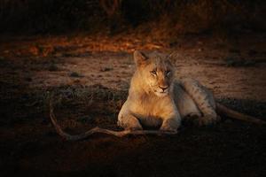 weiblicher afrikanischer löwenjunges porträt sonnenuntergang foto