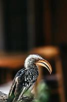 Nashornvogel-Porträt, Südafrika foto