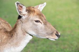 Porträt einer jungen Hirschkuh, die auf der grünen Wiese steht. man sieht den Kopf, den langen Hals, die Augen, die Ohren und die Schnauze. foto