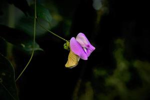 Lila Blume auf den Philippinen foto