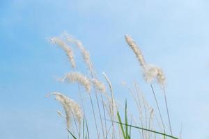 weicher fokus der grasblume im hellen himmelnaturhintergrund foto